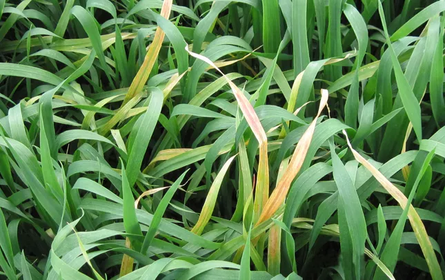 Neteisingai panaudotos Cu trąšos apdegino miežių lapus. 