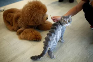 A cat with a “stegosaurus spine” design cut into its fur is seen next to a dog at a pet shop, in Tainan, Taiwan June 19, 2016. REUTERS/Tyrone Siu      SEARCH "PET GROOMING" FOR THIS STORY. SEARCH "THE WIDER IMAGE" FOR ALL STORIES       TPX IMAGES OF THE DAY