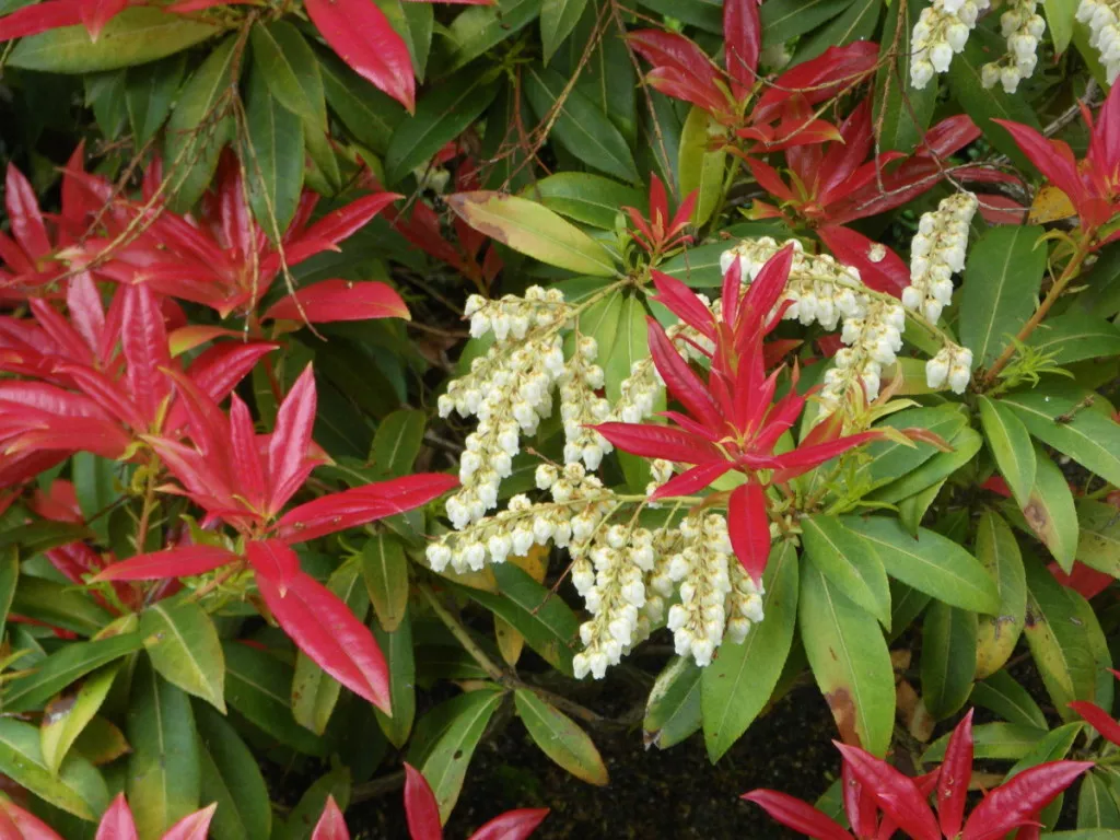 Pieris 'Wakehurst'