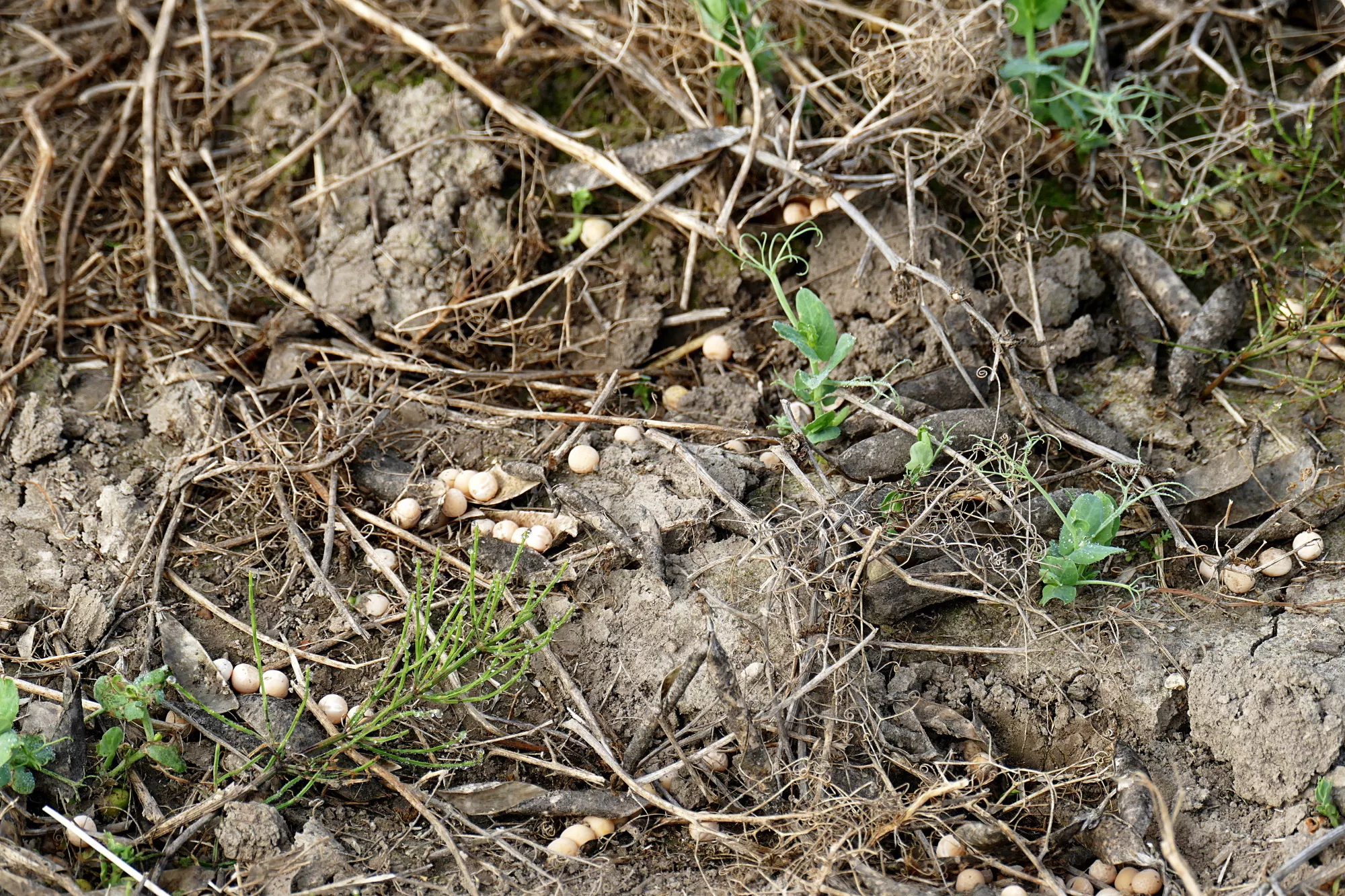 Išbyrėję iš ankščių Jono Erciaus žirniai jau spėjo sudygti. Tokį lauką beliks tik aparti.