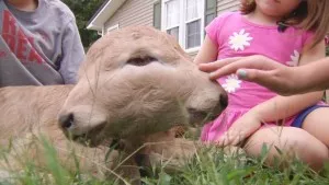 Two faced calf