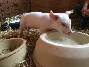 Piglet