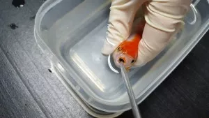 Goldfish