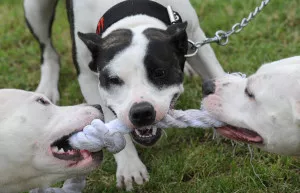 CZECH-DOG-PITBULL-SHOW