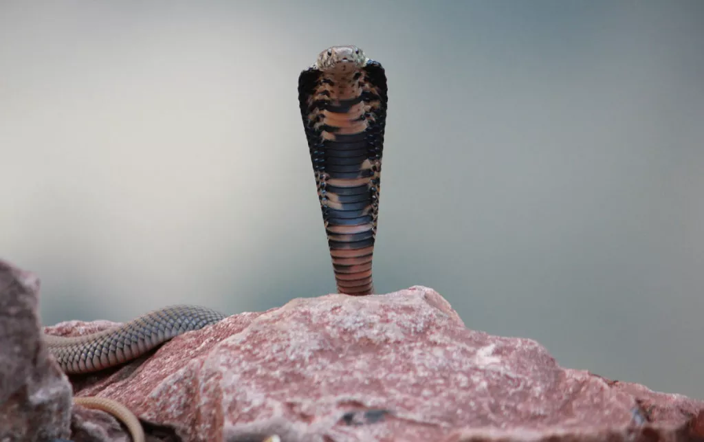 Snake