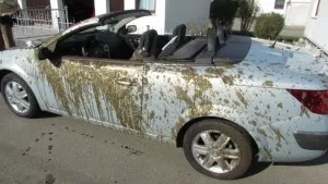 'Shit happens' - Manure spills into convertible