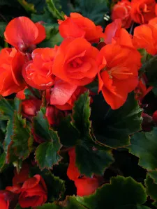 Begonija-Gumbinė-Charisma-Begonia-Tuberhybrida-Charisma-1