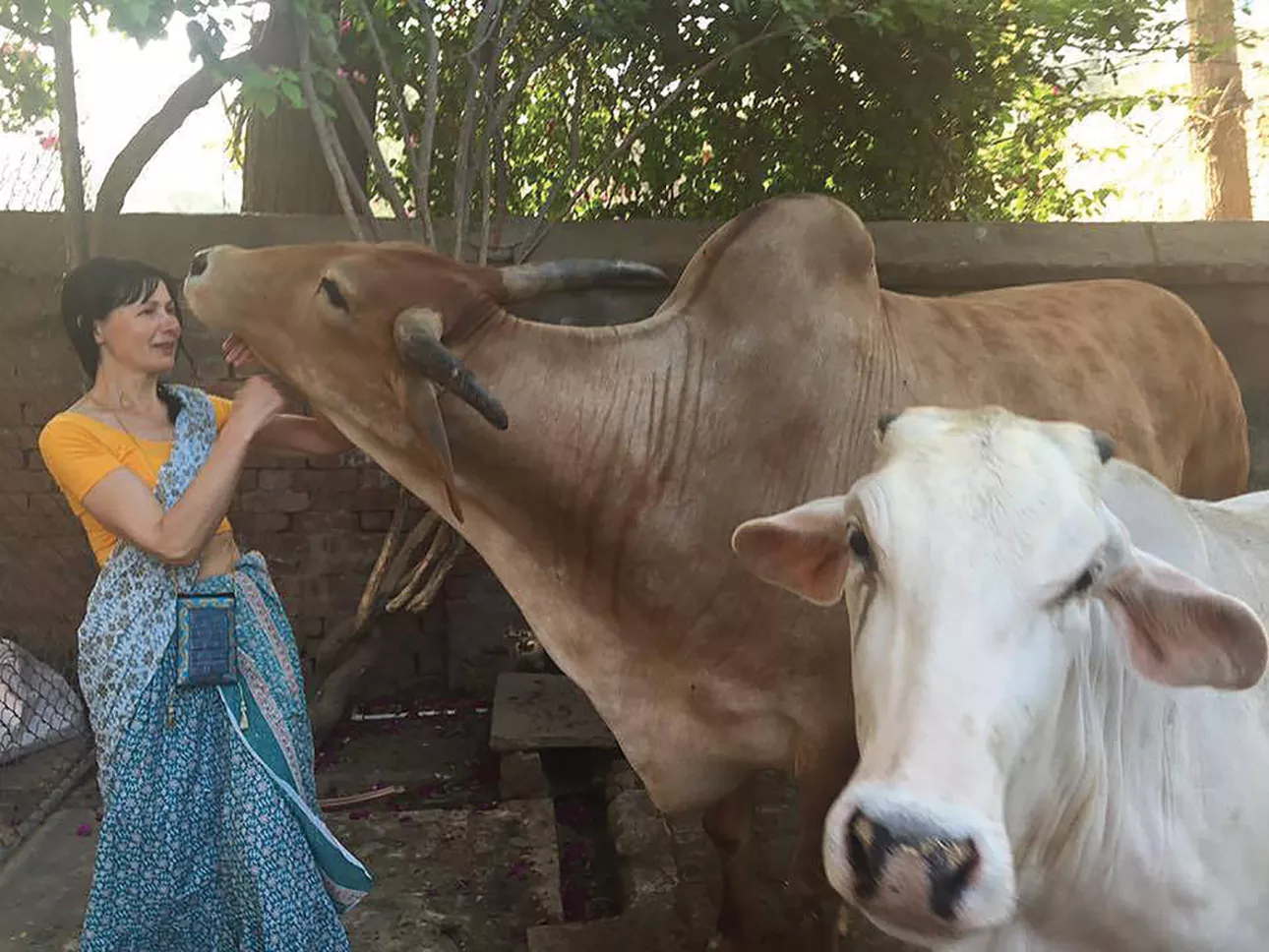 Karvės Indijoje laikomos šventomis, yra sergimos bei vertinamos, todėl mielai bendrauja su žmonėmis. Asmeninio archyvo nuotr. 