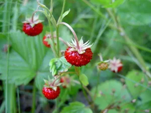 1200px-Fragaria_vesca_close-up_4