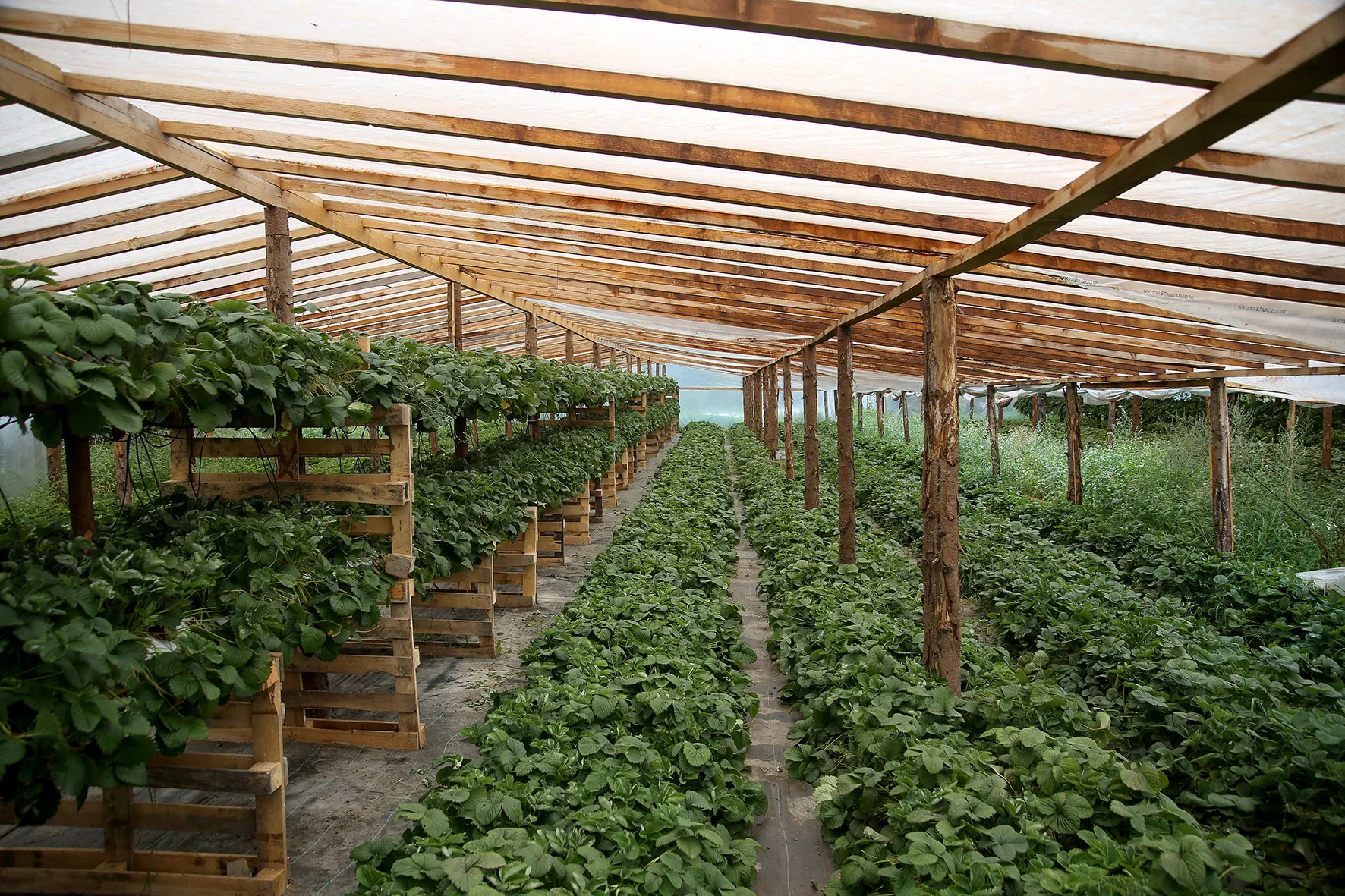 20 arų šiltnamyje kelių veislių braškės: vienos dar uogas nokina, o kitas jau „migdo“ žiemai. A. Barzdžiaus nuotr. 