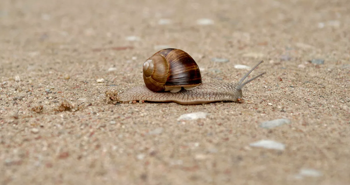 snail_paukoje