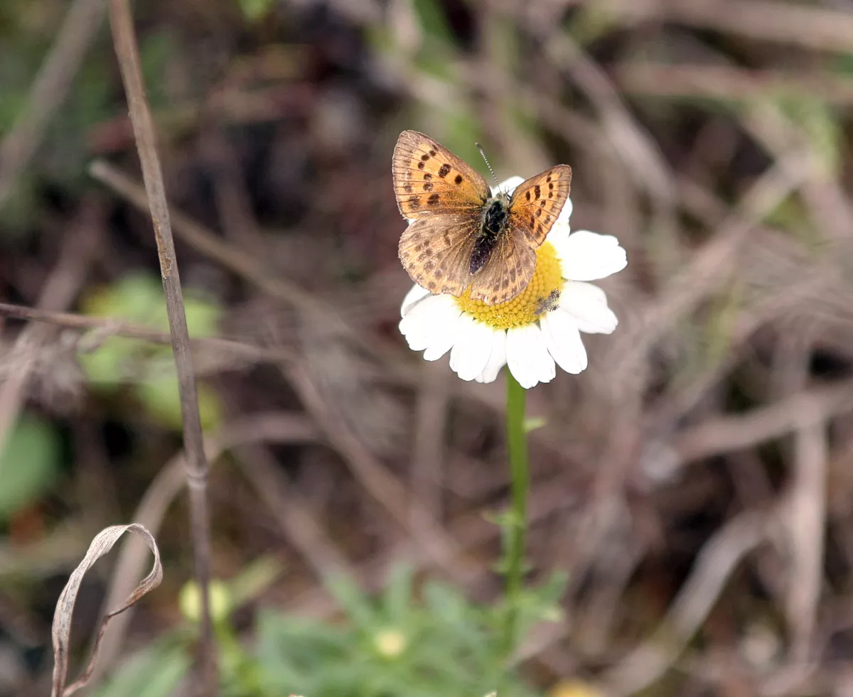 flower_last_batterfly