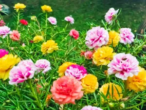 Portulaka