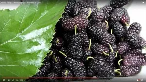 125515-113372-1287x836