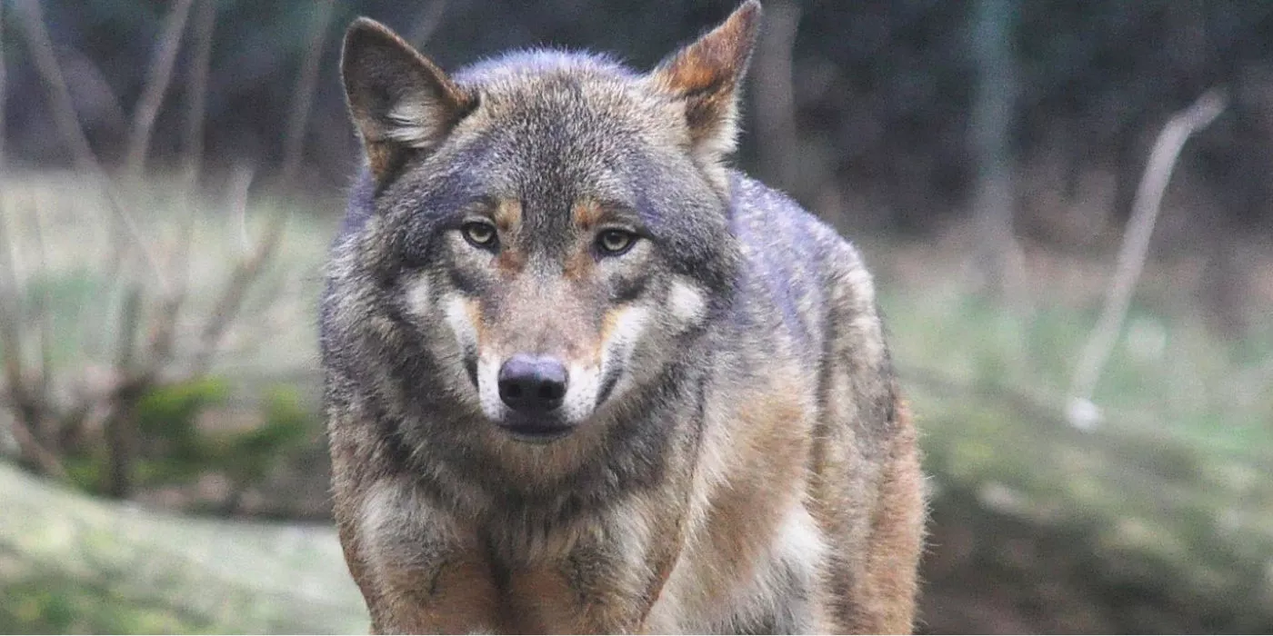 Kėdainiuose sumedžiotas pirmasis vilkas šį sezoną. /„Wikipedia“ nuotr.