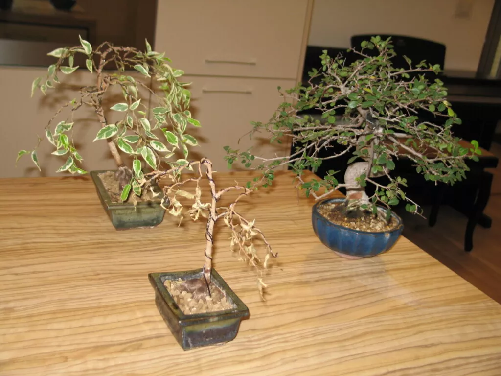 IMG_bonsai1945 (7)