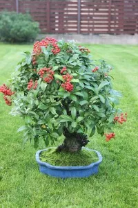 33125035_1686820954734395_3656657571525165056_o