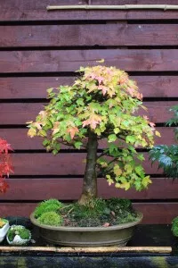 22424276_1473987866017706_4800992897950720398_o