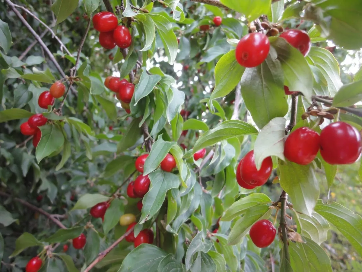 Cornelian cherry, European cornel or Cornelian cherry dogwood - Cornus mas L (5)