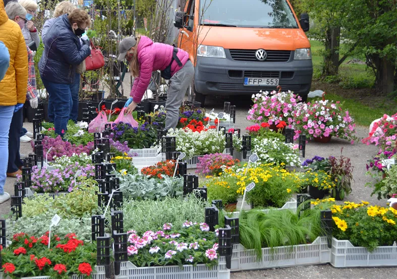 Gėlių įvairovė. Reginos VAIČEKONIENĖS nuotr. 