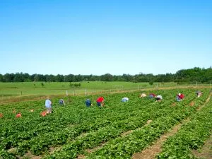 People families picking fresh strawberries on organic berry farm in summer