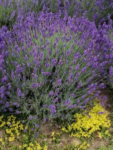 levanda