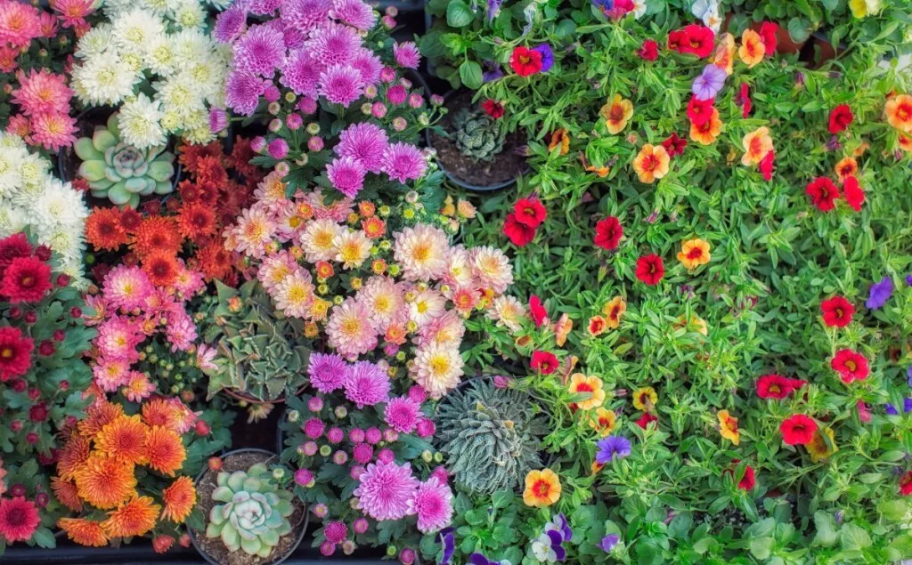 fall-flowers-1592932159