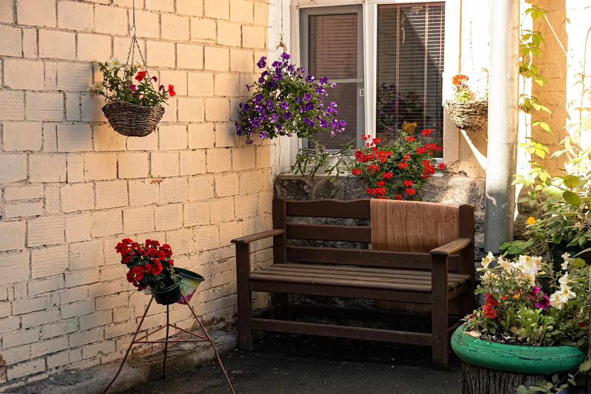 pelargonijas