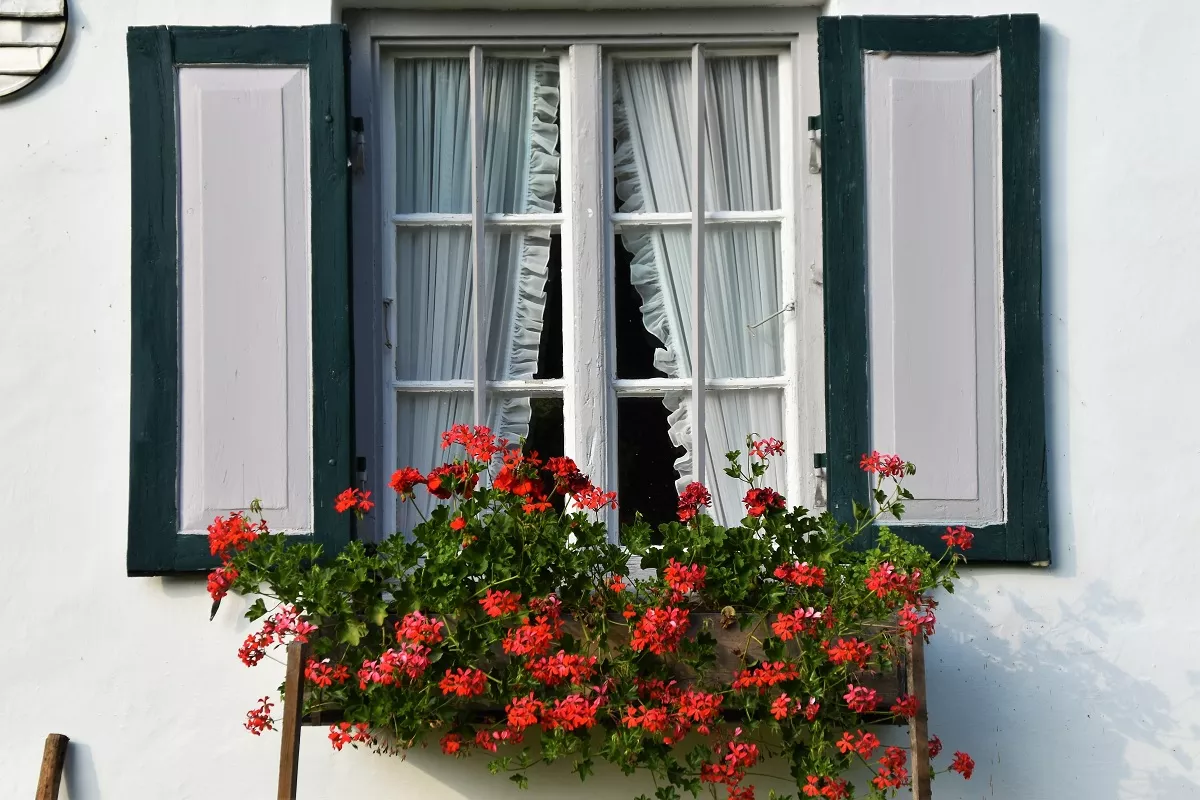 pelargonijas