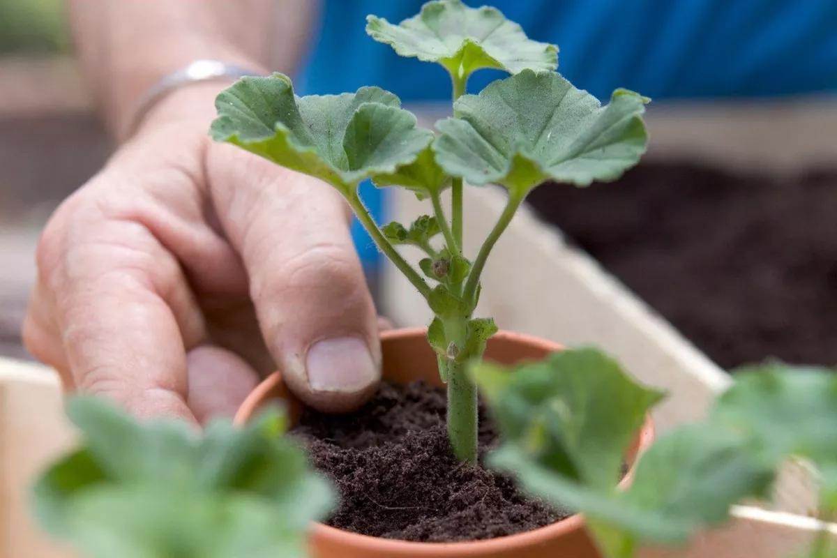 pelargonijas