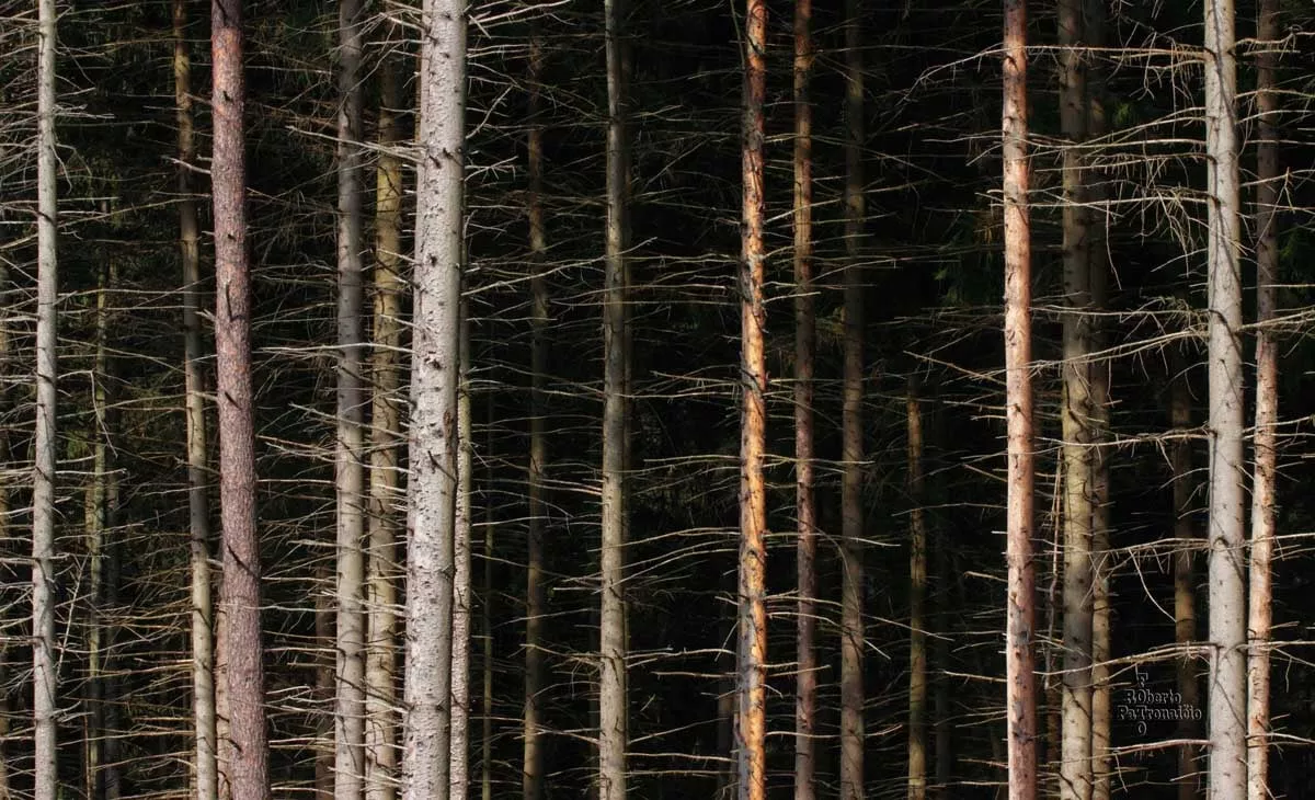 R. Patrobničio nuotr.