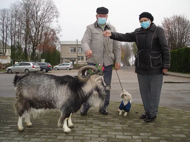 Ožio šventėje dalyvavo endriejaviškio P. Puidoko augintinis, kuris dovanų sulaukė vežimaičio daržovių.